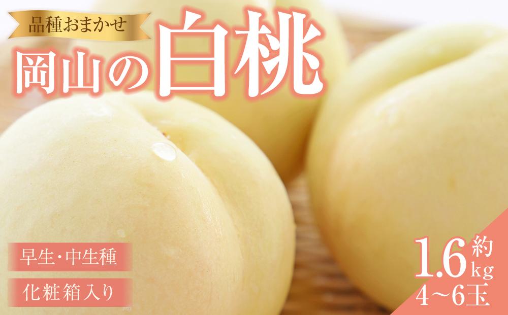 桃 2025年 先行予約 岡山の 白桃（早生、中生種）約1.6kg 4~6玉 もも モモ 岡山県産 国産 フルーツ 果物 ギフト 横木農園