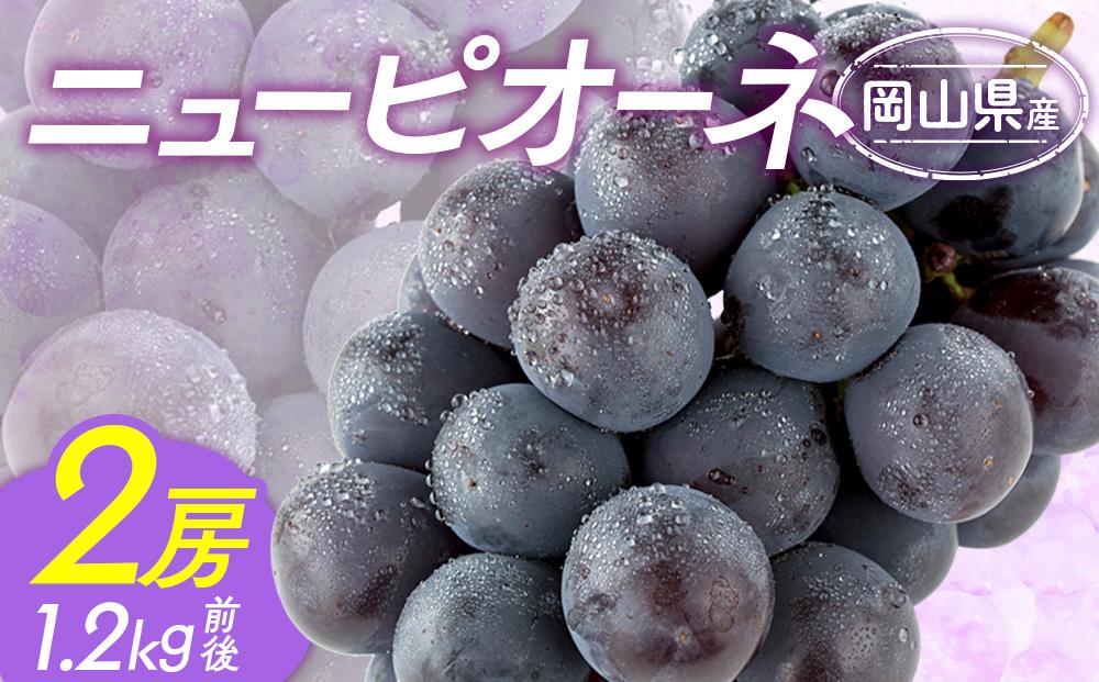 ぶどう&nbsp;2026年&nbsp;&nbsp;ニュー&nbsp;ピオーネ&nbsp;2房&nbsp;合計1.0kg前後&nbsp;ブドウ&nbsp;葡萄&nbsp;&nbsp;岡山県産&nbsp;国産&nbsp;フルーツ&nbsp;果物&nbsp;ギフト