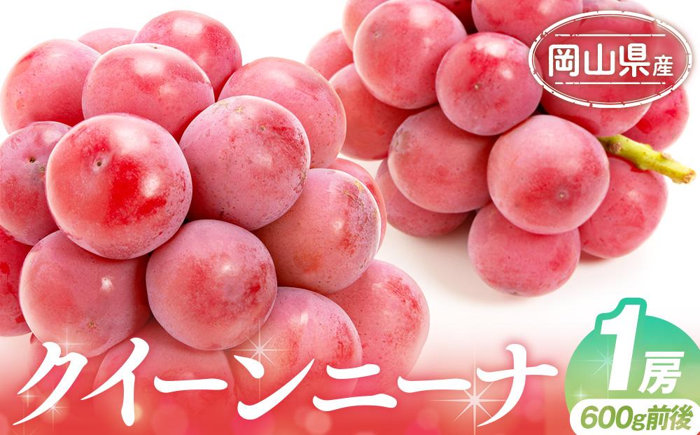 ぶどう&nbsp;2026年&nbsp;&nbsp;クイーンニーナ&nbsp;1房&nbsp;500g前後&nbsp;ブドウ&nbsp;葡萄&nbsp;&nbsp;岡山県産&nbsp;国産&nbsp;フルーツ&nbsp;果物&nbsp;ギフト