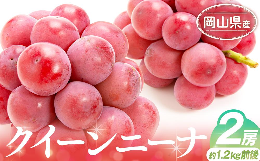 ぶどう&nbsp;2025年&nbsp;&nbsp;クイーンニーナ&nbsp;2房&nbsp;約1.2kg前後&nbsp;ブドウ&nbsp;葡萄&nbsp;&nbsp;岡山県産&nbsp;国産&nbsp;フルーツ&nbsp;果物&nbsp;ギフト