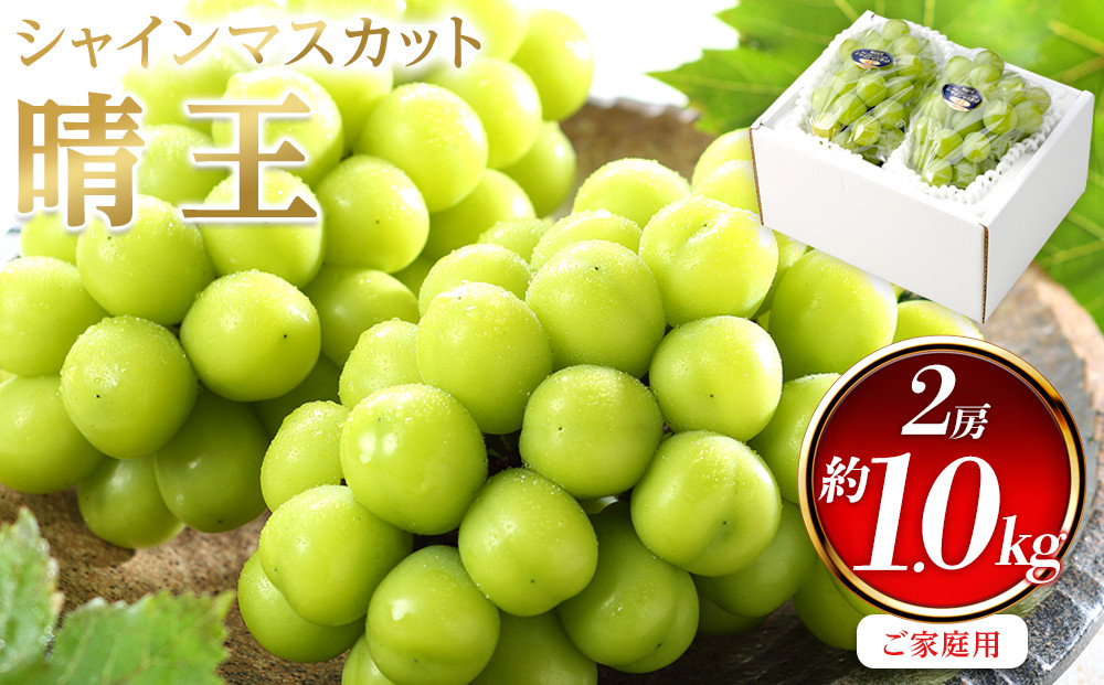 ぶどう&nbsp;2026年&nbsp;&nbsp;ご家庭用&nbsp;シャイン&nbsp;マスカット&nbsp;晴王&nbsp;約500g×2房&nbsp;ブドウ&nbsp;葡萄&nbsp;&nbsp;岡山県産&nbsp;国産&nbsp;フルーツ&nbsp;果物