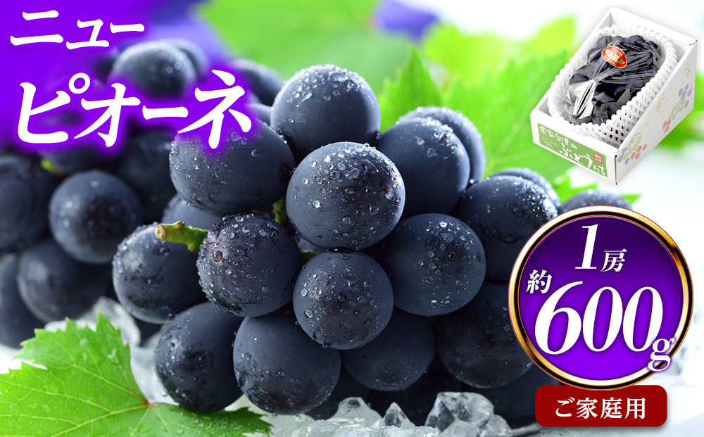 ぶどう&nbsp;2026年&nbsp;ご家庭用&nbsp;ニュー&nbsp;ピオーネ&nbsp;約600g×1房&nbsp;ブドウ&nbsp;葡萄&nbsp;&nbsp;岡山県産&nbsp;国産&nbsp;フルーツ&nbsp;果物