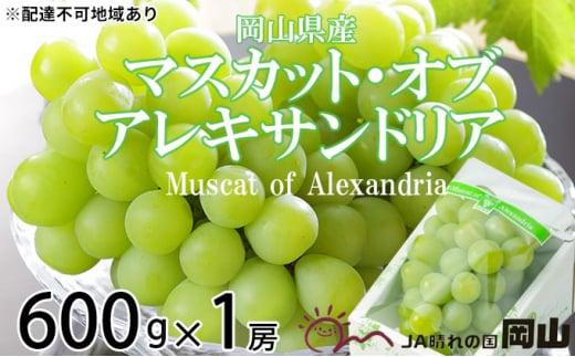 ぶどう 2024年 先行予約 マスカット ・オブ・アレキサンドリア 約600g×1房 6月下旬～7月下旬発送分 ブドウ 葡萄  岡山県産 国産 フルーツ 果物 ギフト