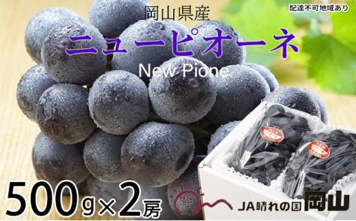 ぶどう 2024年 先行予約  ニュー ピオーネ 約500g×2房 ブドウ 葡萄  岡山県産 国産 フルーツ 果物 ギフト