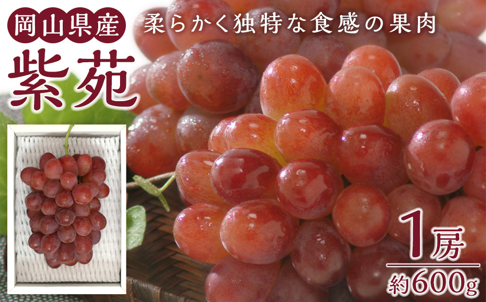 ぶどう&nbsp;2026年&nbsp;紫苑&nbsp;1房&nbsp;約600g&nbsp;岡山県産&nbsp;お届け&nbsp;11月上旬～11月下旬【葡萄&nbsp;ぶどう&nbsp;果物&nbsp;フルーツ&nbsp;新鮮&nbsp;岡山県&nbsp;岡山市&nbsp;おすすめ&nbsp;人気】