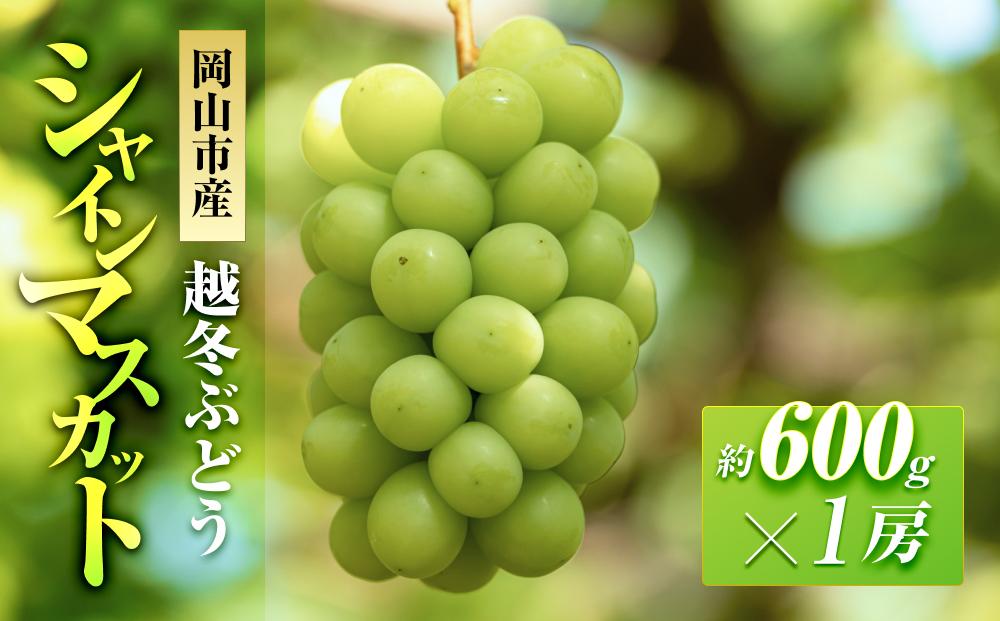 五果苑&nbsp;越冬ぶどう&nbsp;シャインマスカット&nbsp;1房（1房約600g）&nbsp;|&nbsp;フルーツ&nbsp;果物&nbsp;くだもの&nbsp;シャインマスカット&nbsp;マスカット&nbsp;岡山県産&nbsp;国産&nbsp;ギフト&nbsp;贈答用&nbsp;プレゼント&nbsp;贈り物&nbsp;シャインマスカット&nbsp;マスカット&nbsp;フルーツ&nbsp;果物&nbsp;くだもの&nbsp;シャインマスカット&nbsp;マスカット
