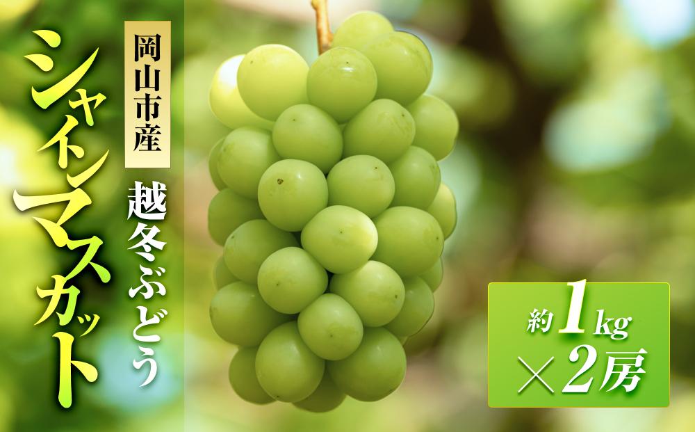 五果苑&nbsp;越冬ぶどう&nbsp;&nbsp;シャインマスカット&nbsp;2房（1房約1.0kg）&nbsp;|&nbsp;フルーツ&nbsp;果物&nbsp;くだもの&nbsp;シャインマスカット&nbsp;マスカット&nbsp;岡山県産&nbsp;国産&nbsp;ギフト&nbsp;贈答用&nbsp;プレゼント&nbsp;贈り物&nbsp;シャインマスカット&nbsp;マスカット&nbsp;フルーツ&nbsp;果物&nbsp;くだもの&nbsp;シャインマスカット&nbsp;マスカット