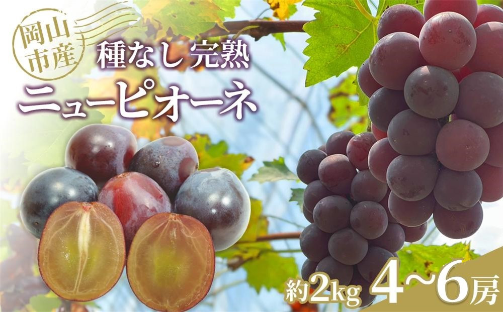 ぶどう&nbsp;2026年&nbsp;種なし完熟&nbsp;ニューピオーネ&nbsp;約2kg（4～6房）岡山市産&nbsp;渡邊農園