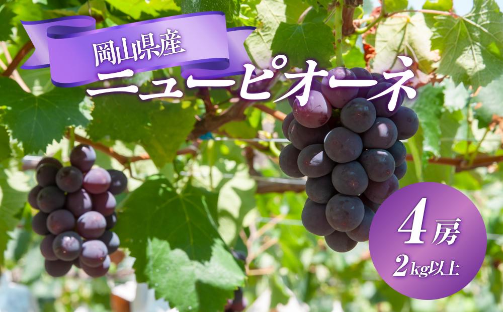 ぶどう 2025年 先行予約 ニュー ピオーネ 4房 合計2kg以上 ブドウ 葡萄 岡山県産 国産 フルーツ 果物 ギフト | JTBのふるさと納税サイト  [ふるぽ]