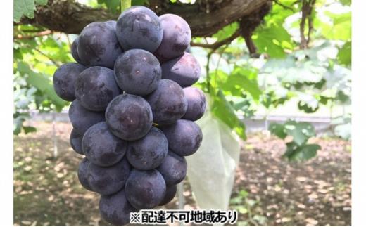 岡山県産 贈答用ニューピオーネ 2kg（3～5房） 加温ハウス栽培 フルーツ ぶどう 葡萄 ひらた農園 2024年 