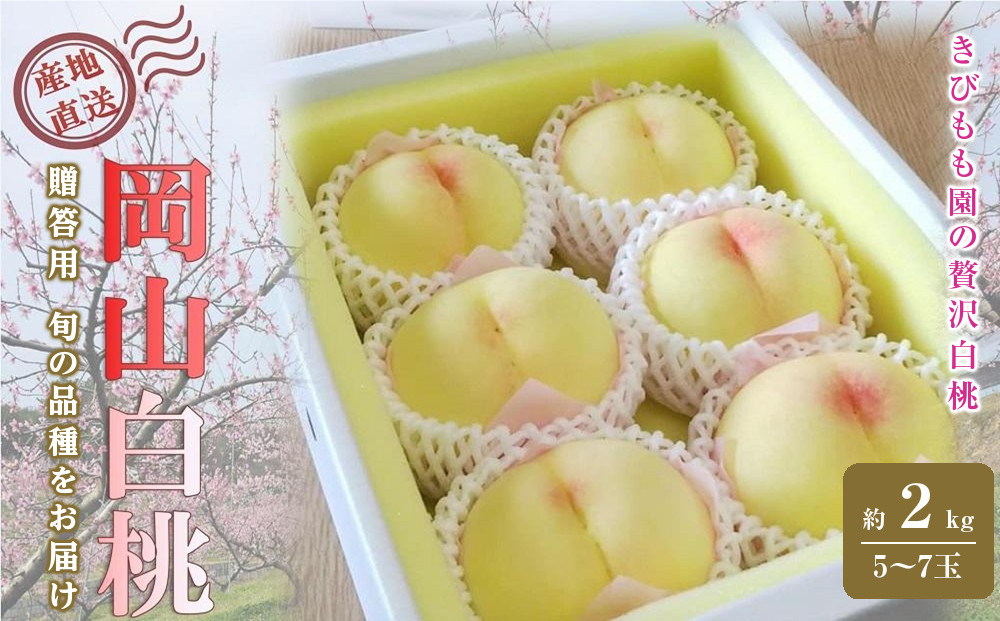 桃&nbsp;2026年&nbsp;贈答用&nbsp;岡山&nbsp;白桃&nbsp;&nbsp;約2kg（5～7玉）【白桃&nbsp;桃&nbsp;モモ&nbsp;岡山県&nbsp;岡山市産&nbsp;国産&nbsp;フルーツ&nbsp;果物&nbsp;ギフト&nbsp;新鮮&nbsp;おすすめ&nbsp;人気&nbsp;贈答品】