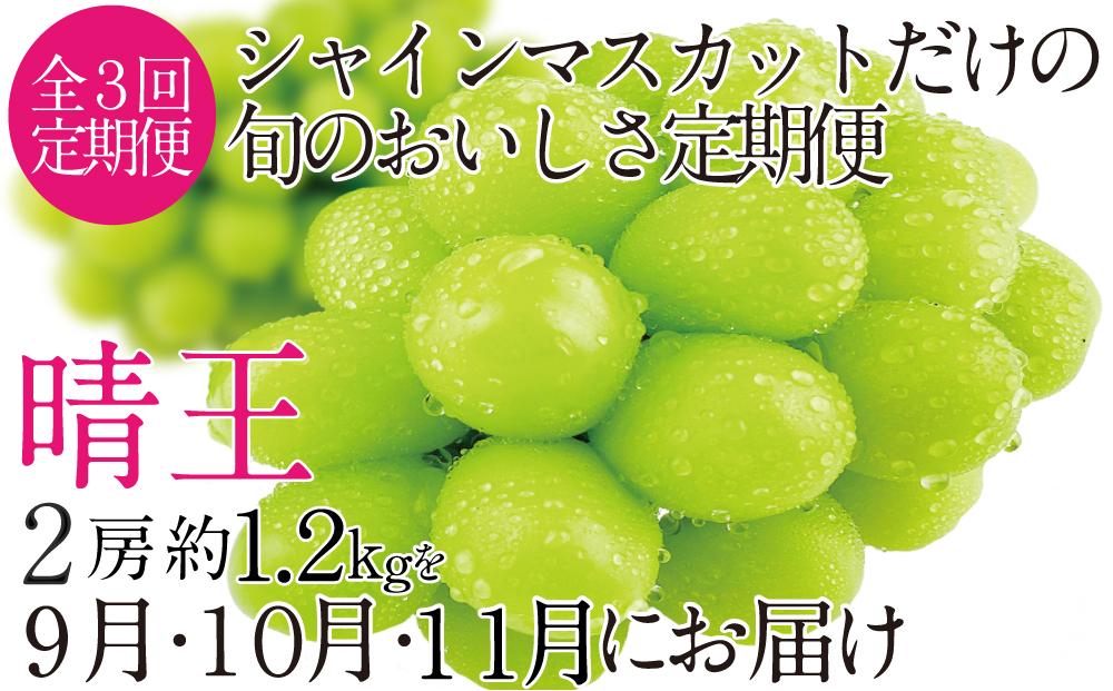 CN26　定期便　シャインマスカット晴王2房（1.2kg）［２０２３年先行予約］【岡山県産 種無し 皮ごと食べる みずみずしい 甘い フレッシュ 瀬戸内 晴れの国 おかやま 果物大国 岡山県 倉敷市 おすすめ 人気】