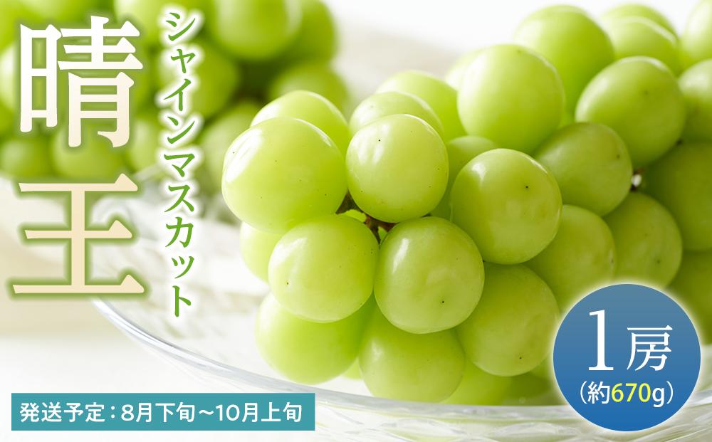 ぶどう 2024年 先行予約 シャイン マスカット 晴王 1房（1房670g以上） マスカット ブドウ 葡萄  岡山県産 国産 フルーツ 果物 ギフト 