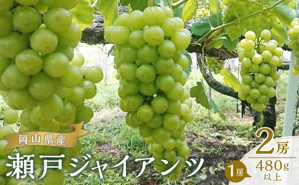 ぶどう&nbsp;2026年&nbsp;&nbsp;瀬戸&nbsp;ジャイアンツ&nbsp;2房（1房480g以上）&nbsp;ブドウ&nbsp;葡萄&nbsp;&nbsp;岡山県産&nbsp;国産&nbsp;フルーツ&nbsp;果物&nbsp;ギフト&nbsp;|&nbsp;瀬戸ジャイアンツ&nbsp;果物&nbsp;フルーツ&nbsp;新鮮&nbsp;ブドウ&nbsp;葡萄&nbsp;&nbsp;岡山&nbsp;国産&nbsp;ギフト&nbsp;おすすめ&nbsp;人気