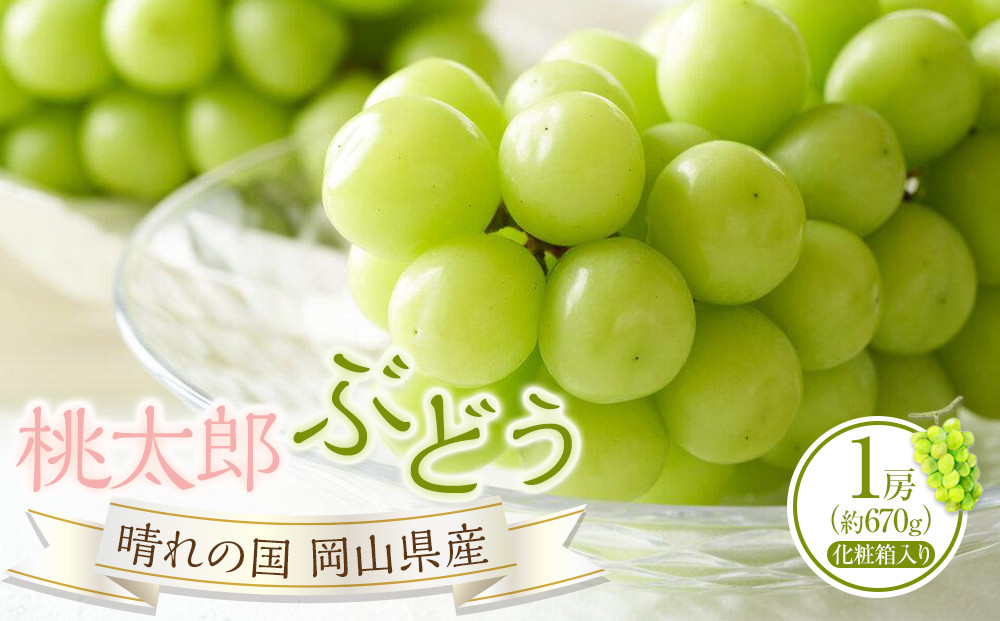 ぶどう&nbsp;2026年&nbsp;桃太郎&nbsp;ぶどう&nbsp;1房（1房約670g）化粧箱入り&nbsp;マスカット&nbsp;ブドウ&nbsp;葡萄&nbsp;&nbsp;岡山県産&nbsp;国産&nbsp;フルーツ&nbsp;果物&nbsp;ギフト