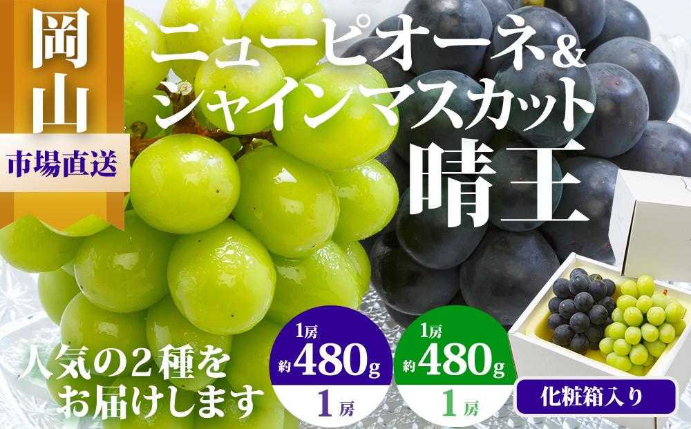 ぶどう&nbsp;2026年&nbsp;&nbsp;果物&nbsp;詰合せ&nbsp;ニュー&nbsp;ピオーネ&nbsp;1房480g以上&nbsp;シャイン&nbsp;マスカット&nbsp;晴王&nbsp;1房&nbsp;480g以上&nbsp;化粧箱入り&nbsp;ブドウ&nbsp;葡萄&nbsp;&nbsp;岡山県産&nbsp;国産&nbsp;フルーツ&nbsp;果物&nbsp;ギフト