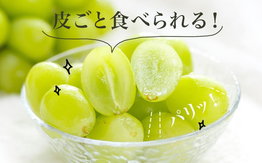 ふるさと納税 ぶどう マスカット 岡山県 倉敷市 HS 定期便 全2回 ぶどう 2025年 先行予約 9月・10月発送 シャイン マスカット 晴王 1房 約650g ブドウ 葡萄 … ふるさと納税 ぶどう マスカット 岡山県 倉敷市 HS 定期便 全2回