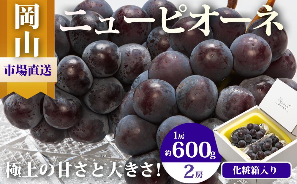 ぶどう&nbsp;2026年&nbsp;&nbsp;ニュー&nbsp;ピオーネ&nbsp;2房（1房600g以上）化粧箱入り&nbsp;ブドウ&nbsp;葡萄&nbsp;&nbsp;岡山県産&nbsp;国産&nbsp;フルーツ&nbsp;果物&nbsp;ギフト