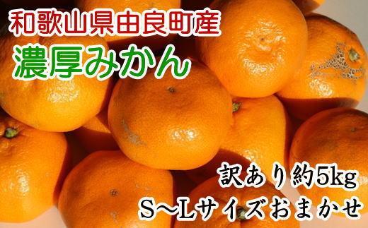 【訳あり・ご家庭用】和歌山由良町産のみかん約5kg（サイズおまかせ）&nbsp;★2025年11月下旬頃より順次発送［TM91］
