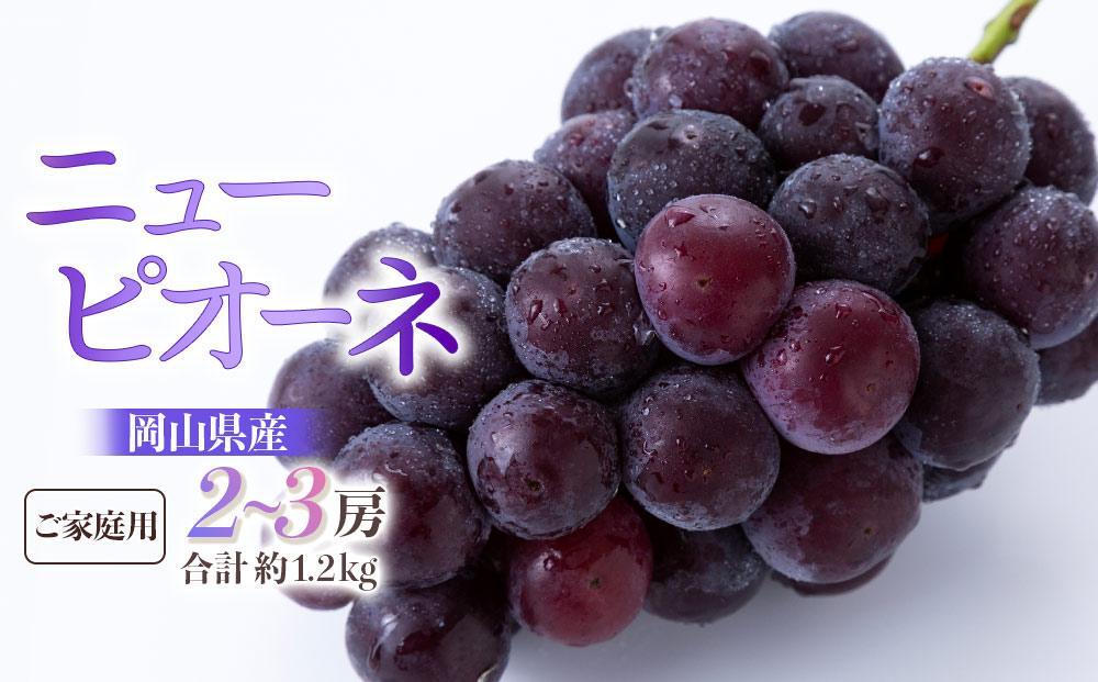 ぶどう&nbsp;2026年&nbsp;&nbsp;ご家庭用&nbsp;ニュー&nbsp;ピオーネ&nbsp;2～3房&nbsp;合計約1.2kg&nbsp;ブドウ&nbsp;葡萄&nbsp;岡山県産&nbsp;国産&nbsp;フルーツ&nbsp;果物&nbsp;ギフト