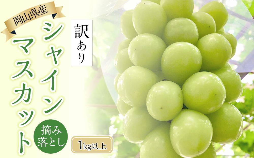 ぶどう 2025年 先行予約 岡山県産 訳あり シャインマスカット 1kg以上 摘み落とし＜9月以降発送＞