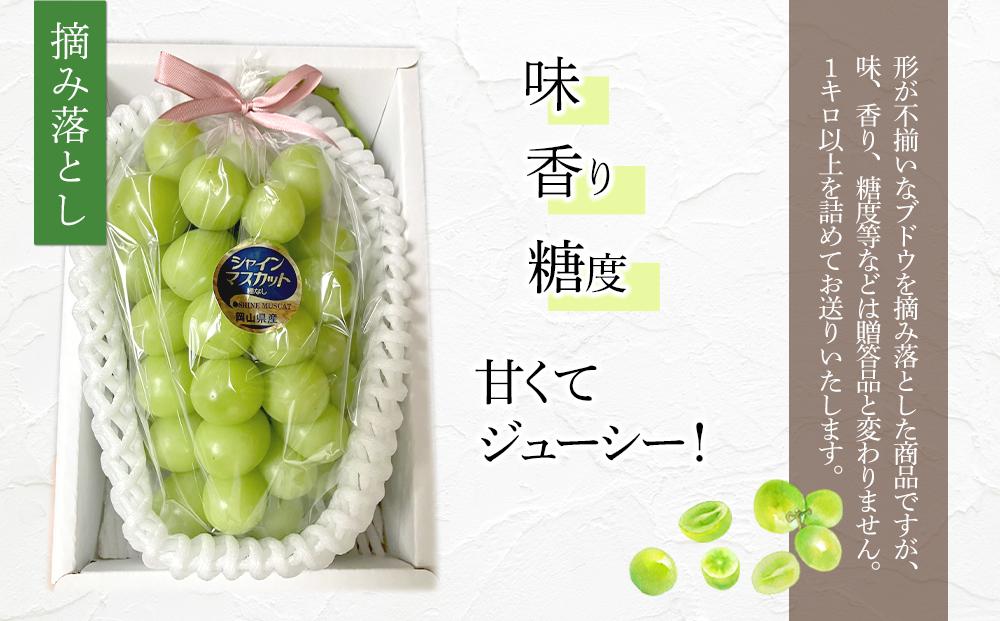 ぶどう 2026年 岡山県産 訳あり シャインマスカット 1kg以上 摘み