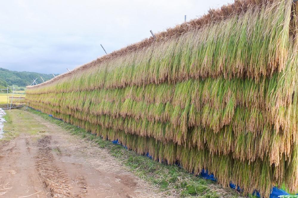 ふるさと納税 上越市 令和5年産 新潟上越清里産 特別栽培米コシヒカリ