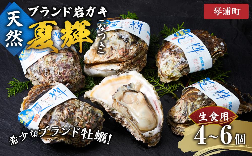 【 先行予約 2025年6月以降発送 】 天然 ブランド 岩ガキ 夏輝 (なつき) 生食用 4 ～ 6 個　※北海道、沖縄、一部離島への配送不可