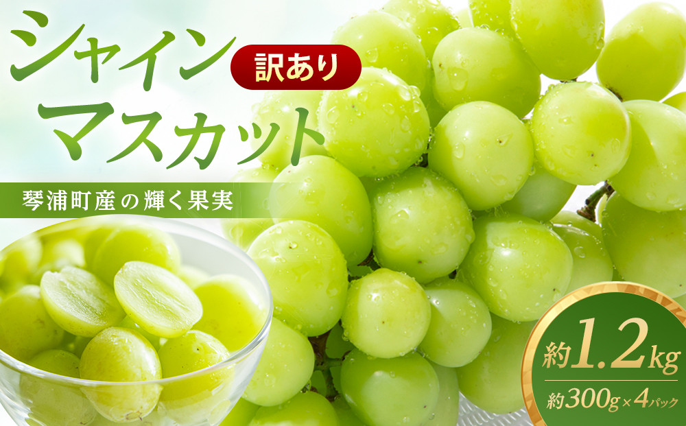 【先行予約】訳あり　琴浦町産シャインマスカット（粒パック）1.2kg