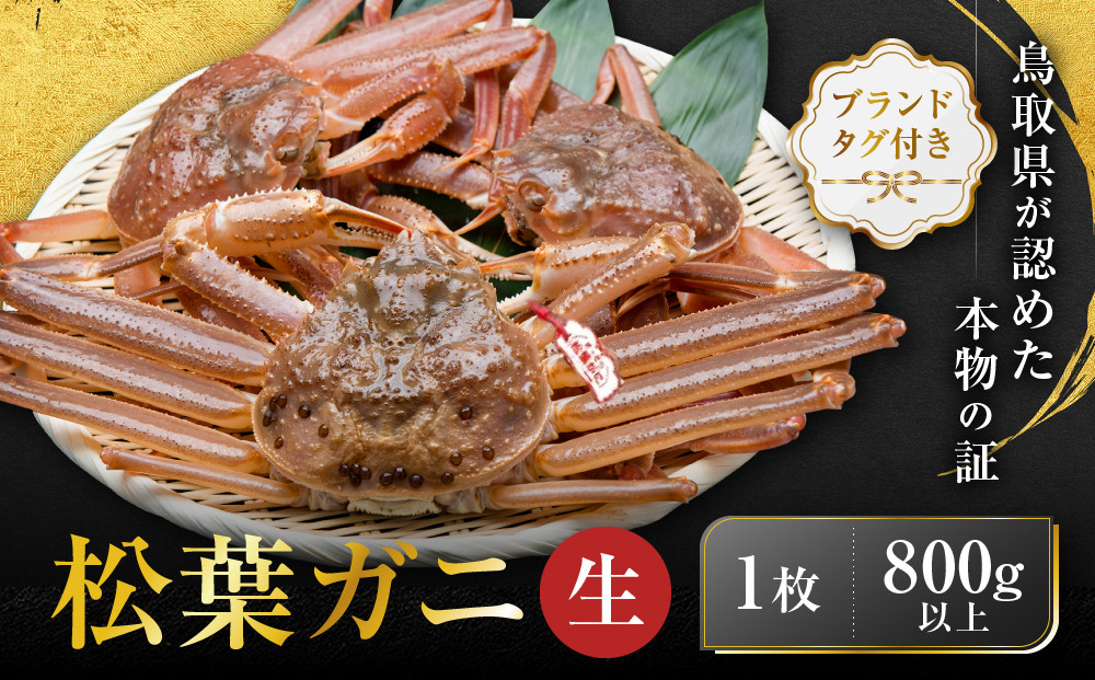 【先行予約】ブランドタグ付き&nbsp;松葉ガニ（生）1枚（800g以上）【年明け配送】【松葉がに&nbsp;松葉蟹&nbsp;ズワイガニ&nbsp;蟹&nbsp;カニ&nbsp;かに&nbsp;国産&nbsp;人気&nbsp;おすすめ&nbsp;鳥取県&nbsp;琴浦町&nbsp;送料無料】