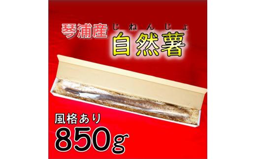 【先行予約】自然薯 850g 鳥取県琴浦町産 【11月中旬発送開始】