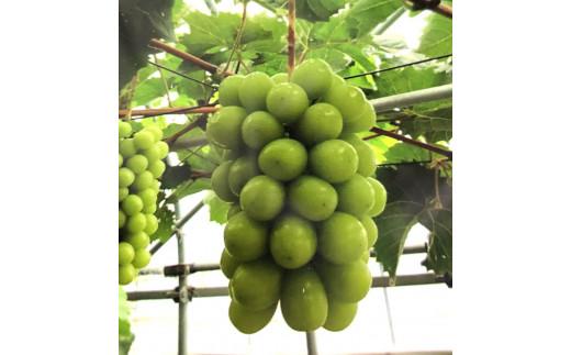 【先行予約】琴浦町産シャインマスカット2～3房セット（計約1.5kg）
