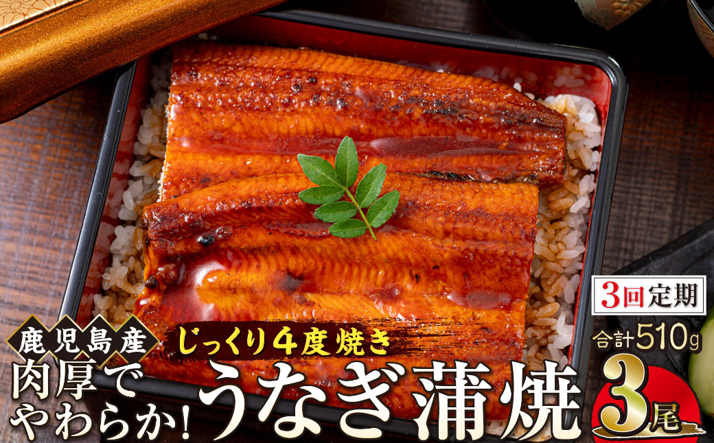 【3回定期】うなぎ&nbsp;蒲焼&nbsp;170g×3尾【鹿児島産】地下水で育てた絶品鰻
