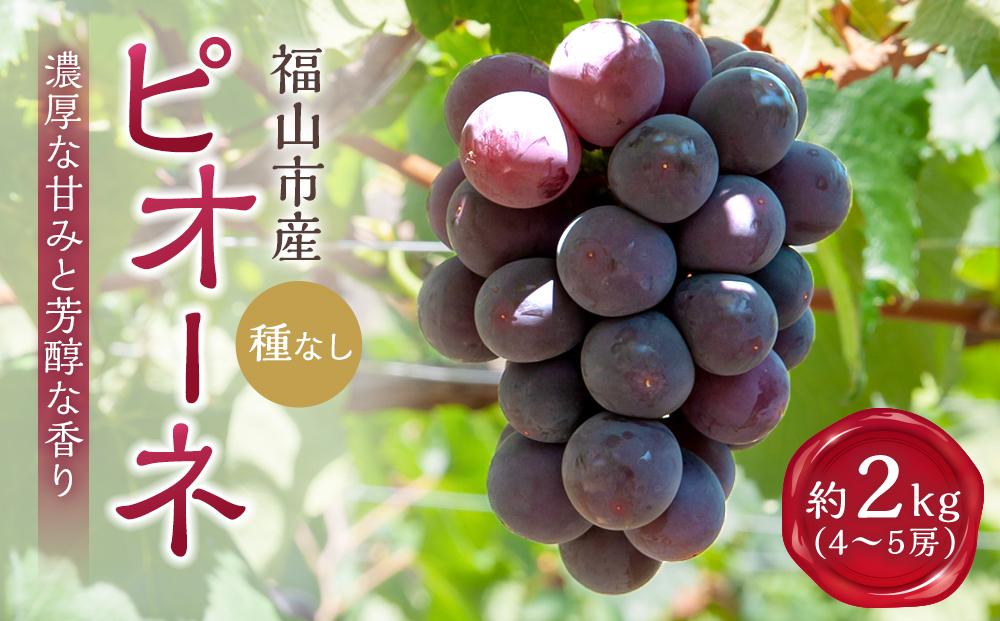 《期間限定》沼隈ぶどう「ピオーネ」約2kg 4～5房（種なし）《8月下旬～9月下旬頃発送》【数量限定 予約 ぶどう ブドウ 葡萄 お取り寄せ フルーツ 果物 種なし 大粒 選果場直送 ギフト 贈答 ぬまくま 広島県 福山市】