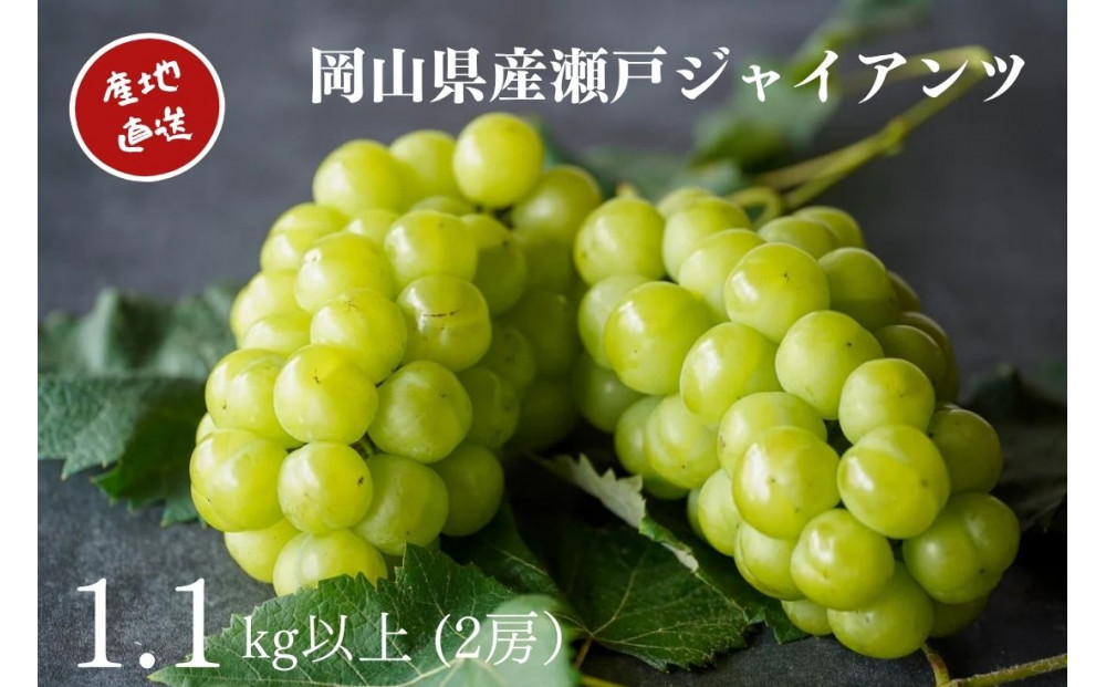 厳選&nbsp;瀬戸ジャイアンツ&nbsp;2房&nbsp;合計1.1kg以上&nbsp;&nbsp;産地直送&nbsp;朝採れ&nbsp;ぶどう&nbsp;葡萄&nbsp;Kawahara&nbsp;Green&nbsp;Farm&nbsp;岡山県産&nbsp;2026年