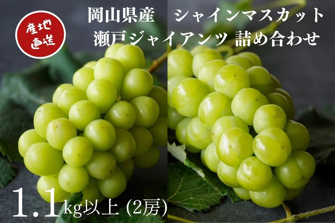 厳選&nbsp;シャインマスカット・瀬戸ジャイアンツ&nbsp;2房&nbsp;合計1.1kg以上&nbsp;詰合せ&nbsp;産地直送&nbsp;朝採れ&nbsp;ぶどう&nbsp;葡萄&nbsp;Kawahara&nbsp;Green&nbsp;Farm&nbsp;岡山県産&nbsp;2026年