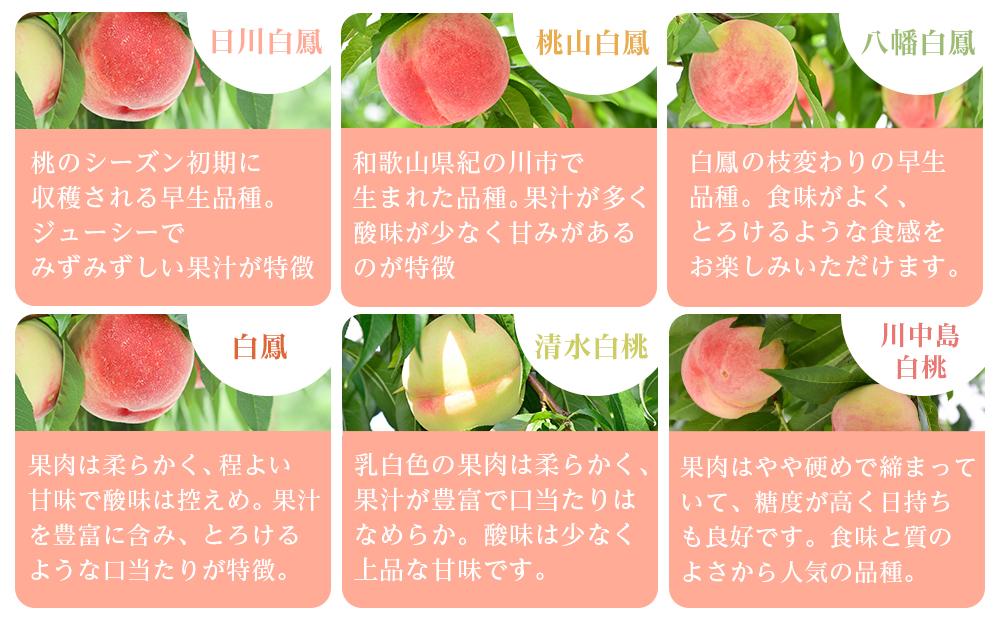 和歌山県産 旬 の 桃 5～6玉入り 秀品【2025年6月下旬より順次発送