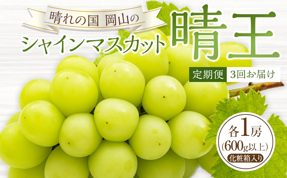 定期便3回&nbsp;ぶどう&nbsp;2026年&nbsp;晴れの国&nbsp;岡山の&nbsp;シャイン&nbsp;マスカット&nbsp;晴王&nbsp;×3回！(各1房)&nbsp;葡萄&nbsp;岡山県産&nbsp;国産&nbsp;フルーツ&nbsp;果物&nbsp;ギフト