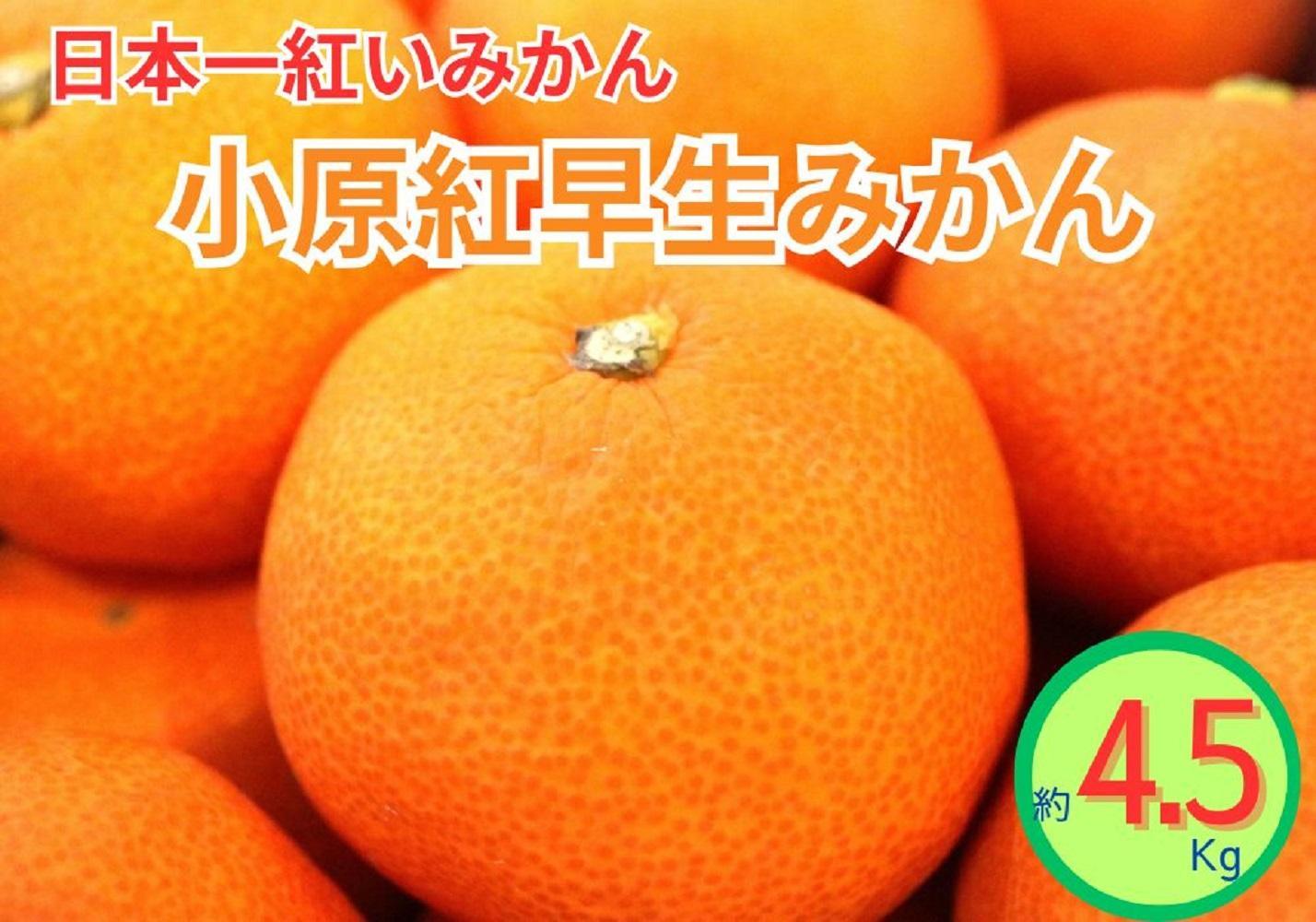 小原紅早生みかん（露地）約4.5kg