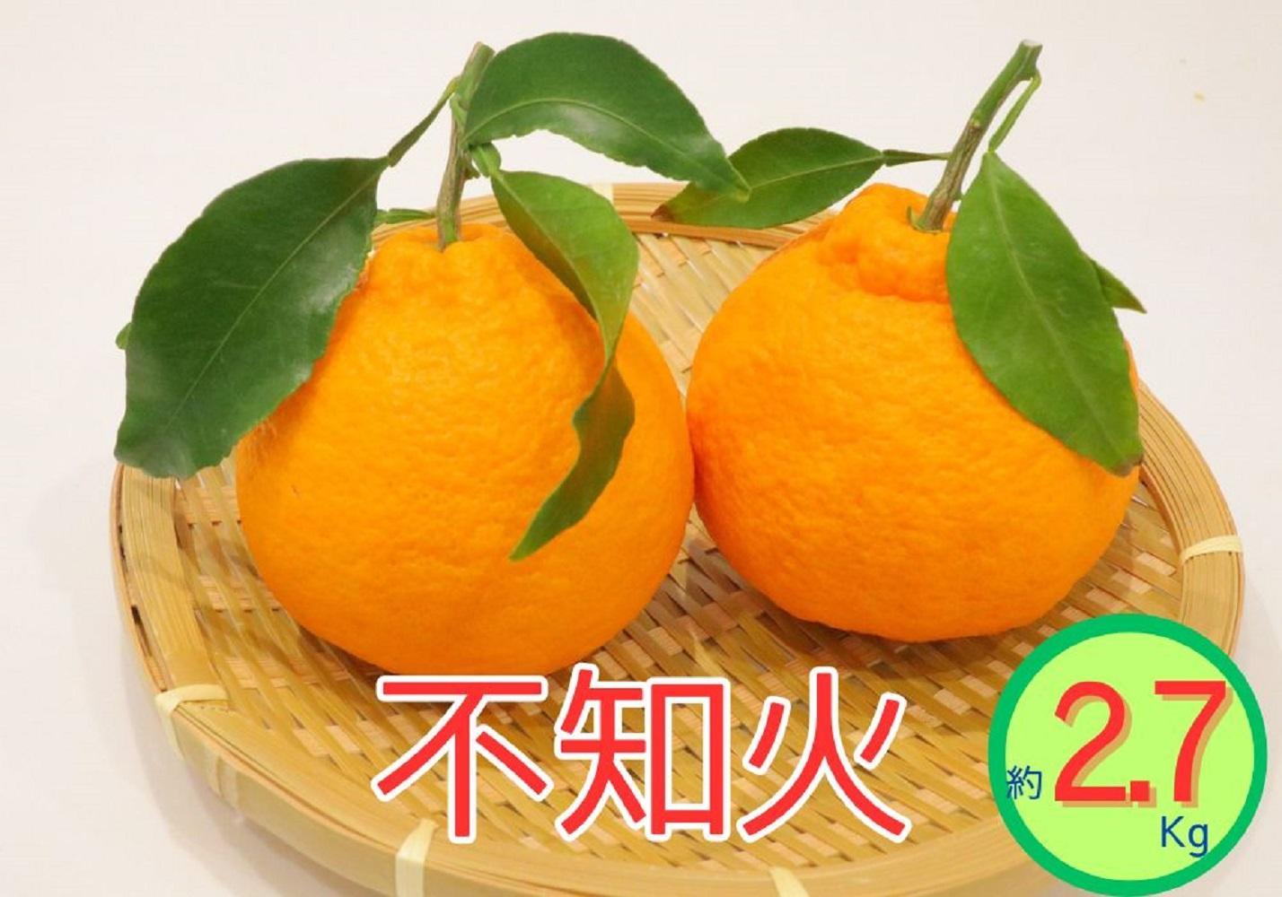 ＜先行受付　2026年発送＞不知火　約2.7kg