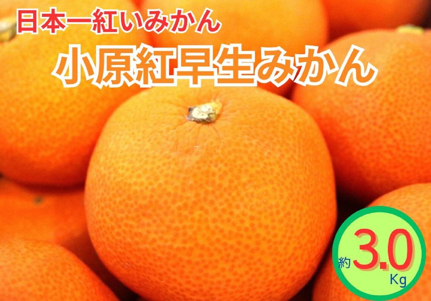 小原紅早生みかん（露地）約3.0kg