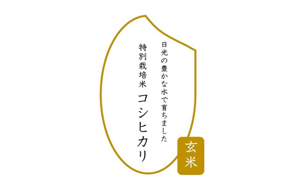 令和6年産　特別栽培米コシヒカリ　玄米10kg（5kg×2袋）