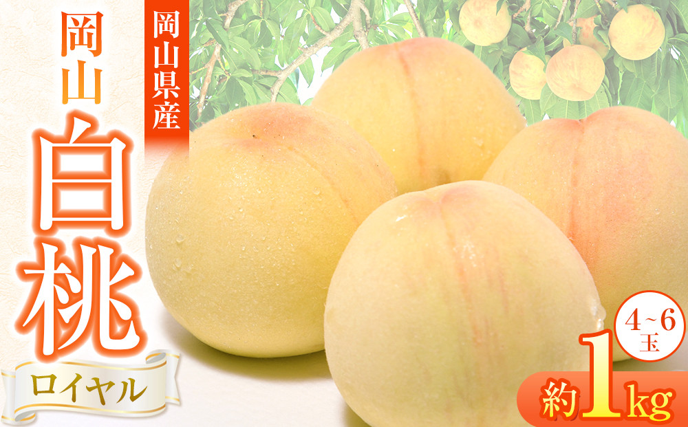岡山県産&nbsp;桃&nbsp;岡山白桃&nbsp;2026年&nbsp;ロイヤル&nbsp;約1kg（4～6玉）【白桃&nbsp;桃&nbsp;もも&nbsp;果物&nbsp;フルーツ&nbsp;新鮮&nbsp;岡山県産&nbsp;おすすめ&nbsp;人気&nbsp;ギフト&nbsp;岡山県&nbsp;岡山市】
