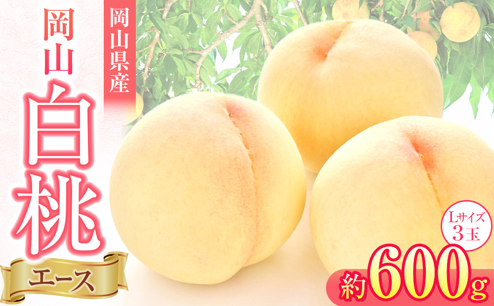 岡山県産&nbsp;桃&nbsp;岡山白桃&nbsp;2026年&nbsp;エース&nbsp;3玉×約200g&nbsp;計600g&nbsp;Lサイズ&nbsp;【白桃&nbsp;桃&nbsp;もも&nbsp;果物&nbsp;フルーツ&nbsp;新鮮&nbsp;岡山県産&nbsp;おすすめ&nbsp;人気&nbsp;ギフト&nbsp;岡山県&nbsp;岡山市】