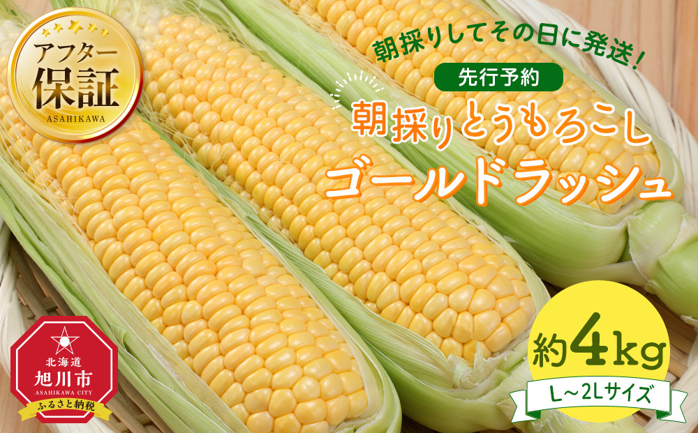 【26年先行予約】朝採り&nbsp;とうもろこし&nbsp;ゴールドラッシュ&nbsp;約4kg&nbsp;(L～2Lサイズ×10本)&nbsp;(2026年8月中旬発送予定)&nbsp;【&nbsp;人気&nbsp;北海道産&nbsp;糖度&nbsp;生&nbsp;野菜&nbsp;スイートコーン&nbsp;産地直送&nbsp;バーベキュー&nbsp;BBQ&nbsp;コーン&nbsp;旬&nbsp;お取り寄せ&nbsp;旭川市&nbsp;北海道&nbsp;】_03902