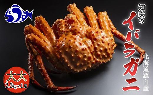 知床イバラがに&nbsp;姿(大大)&nbsp;いばらがに&nbsp;かに&nbsp;カニ&nbsp;蟹&nbsp;&nbsp;羅臼町&nbsp;北海道産&nbsp;海産物&nbsp;生産者&nbsp;支援&nbsp;応援