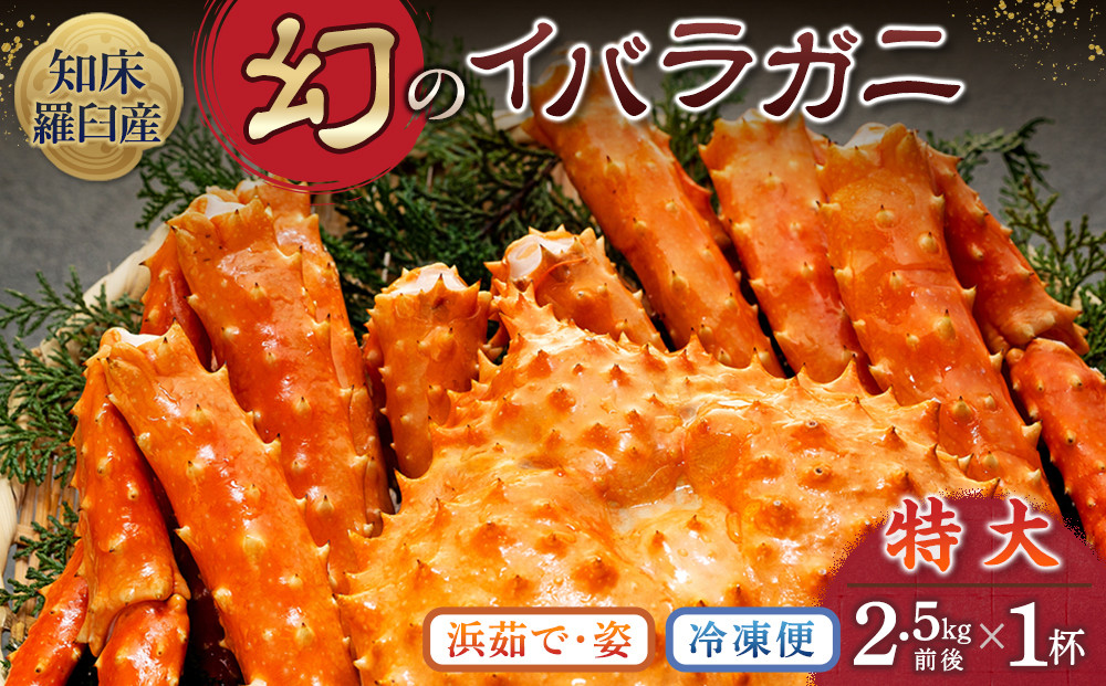 知床イバラがに&nbsp;姿(特大)&nbsp;いばらがに&nbsp;かに&nbsp;カニ&nbsp;蟹&nbsp;&nbsp;羅臼町&nbsp;北海道産&nbsp;海産物&nbsp;生産者&nbsp;支援&nbsp;応援