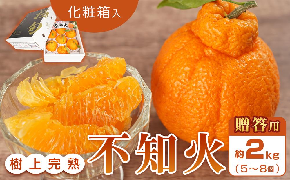 【贈答用化粧箱入】 不知火 樹上完熟 約2kg （5～8個入）【2025年2月中旬頃から発送】【KG10】