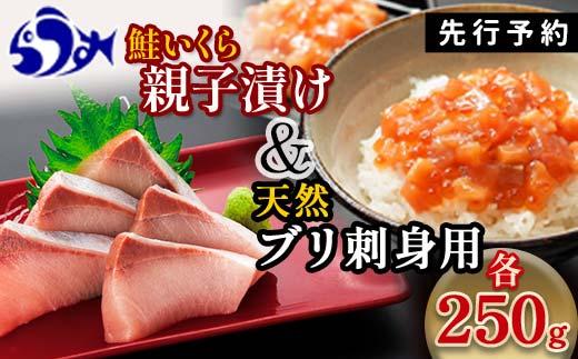 【2024年12月発送】【先行予約】親子漬け・ぶり刺身セット500g（各250g×1）小分け いくら イクラ 秋鮭 さけ サケ 醤油漬け しょうゆ漬け ブリ 鰤 北海道 国産 羅臼 海鮮 魚介 ご飯のお供 生産者 支援 応援