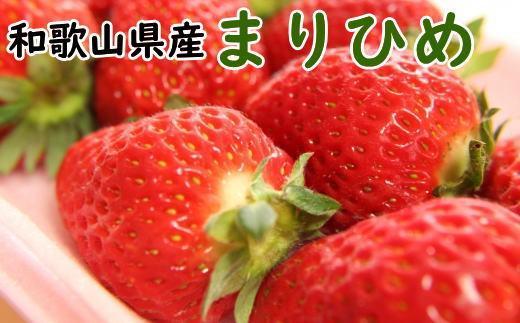 和歌山県産ブランドいちご「まりひめ」大粒系約300g×2パック入り★2024年12月中旬頃より順次発送【TM89】